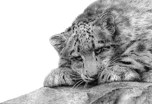 snow leopard pictures. to Snow Leopards release,